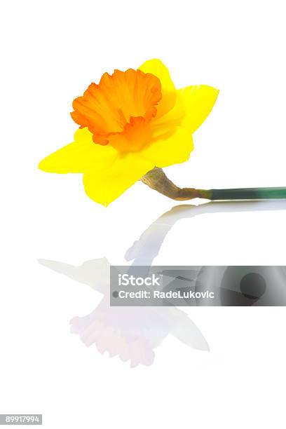 Нарцисс — стоковые фотографии и другие картинки Вариация - Вариация, Вертикальный, Весна