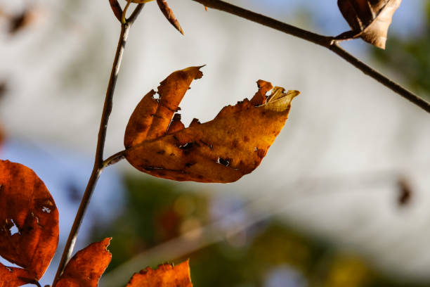 istock autumn leaves in forest in south germany 2 899179962