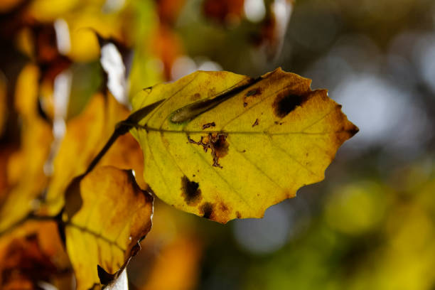 istock autumn leaves in forest in south germany 2 899180120