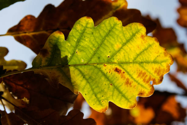 istock autumn leaves in forest in south germany 2 899180200
