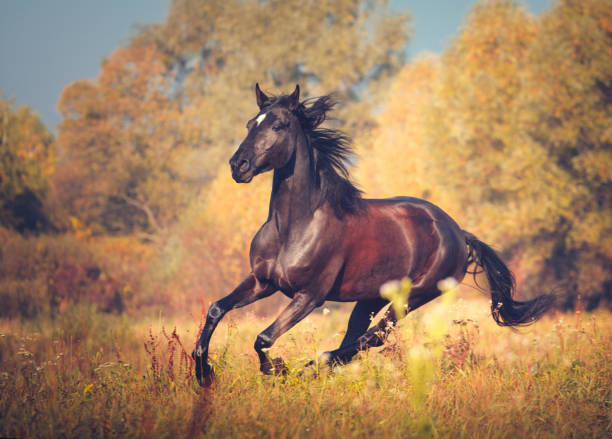 istock Black horse galloping on the autumn nature background 899180244