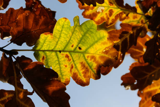 istock autumn leaves in forest in south germany 2 899180316