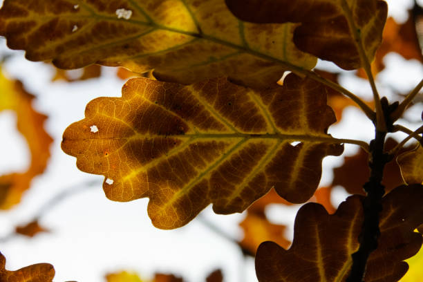 istock autumn leaves in forest in south germany 2 899180422