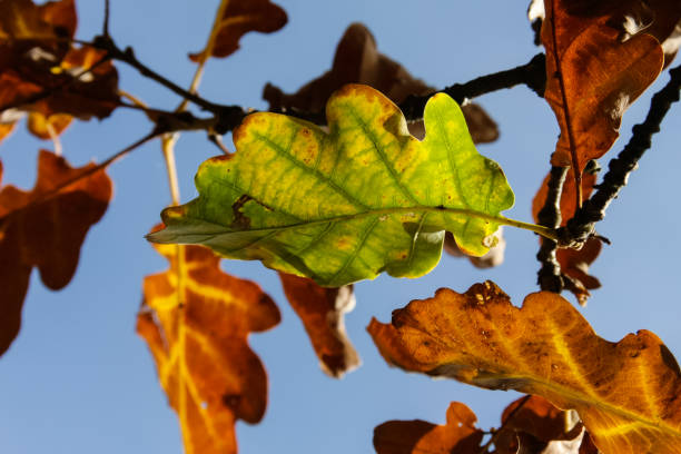 istock autumn leaves in forest in south germany 2 899180428