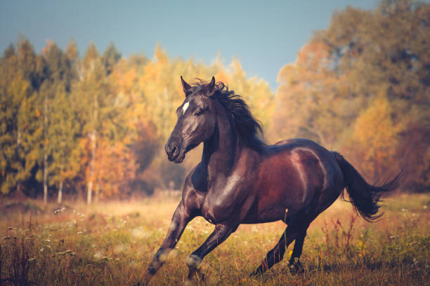 istock Black horse galloping on the autumn nature background 899180498