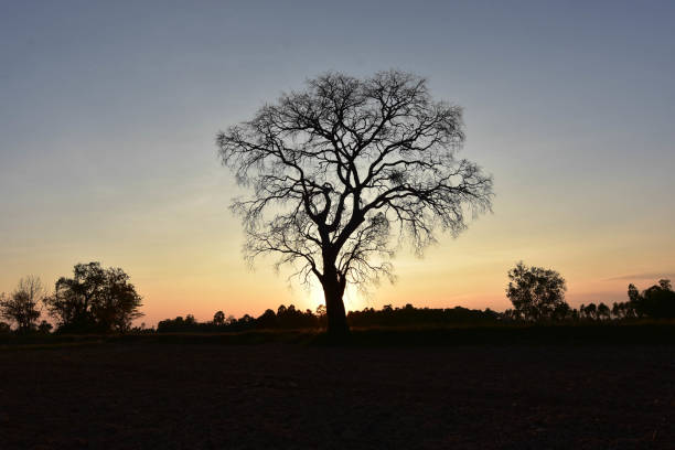 istock Dead trees leave the leaves and evening sunlight. 899180596