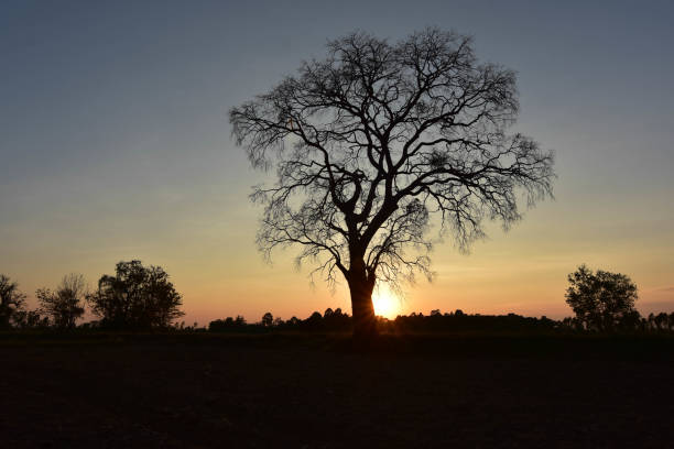 istock Dead trees leave the leaves and evening sunlight. 899180598