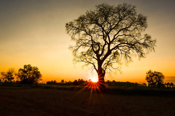 istock Dead trees leave the leaves and evening sunlight. 899180620