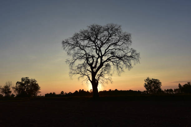 istock Dead trees leave the leaves and evening sunlight. 899180652