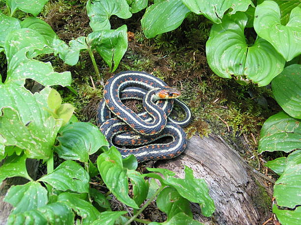 Snake in the Grass stock photo