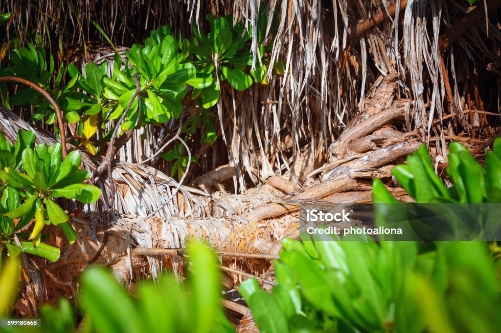 Palm leaves Palm leaves. Tropical Forest on the Fulhadhoo island in indian ocean, Maldives. Beautiful landscape of humid tropical jungle. Picture of a tropical forest background Equatorial Guinea Stock Photo