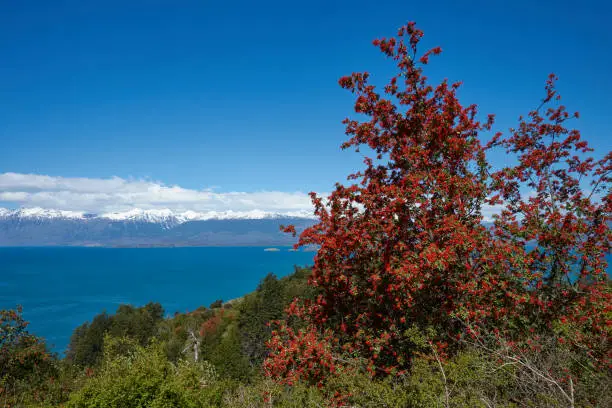 Flowering flame bushes along the Carretera Austral next to the azure blue waters of Lago General Carrera in Patagonia, Chile