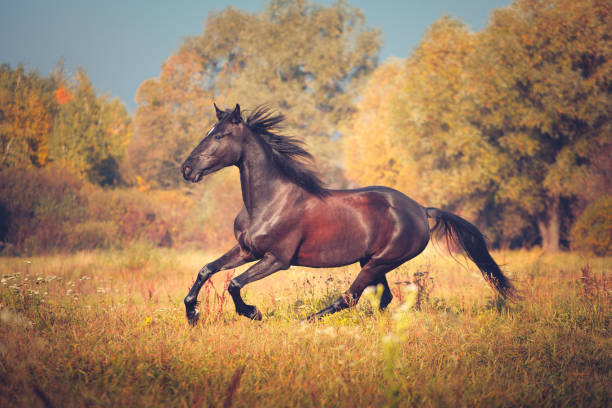istock Black horse galloping on the autumn nature background 899180954