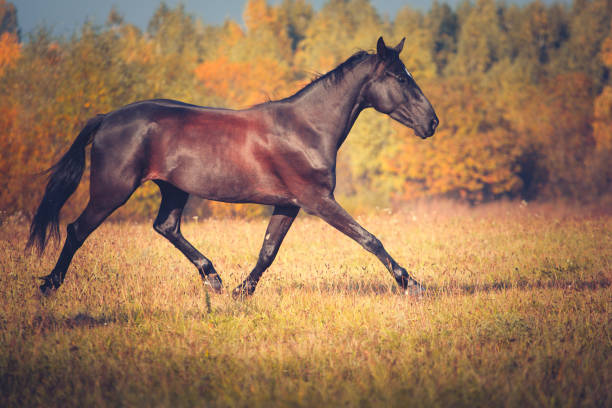 istock Black horse galloping on the autumn nature background 899183228