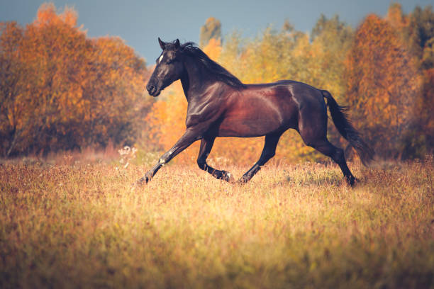 istock Black horse galloping on the autumn nature background 899183516
