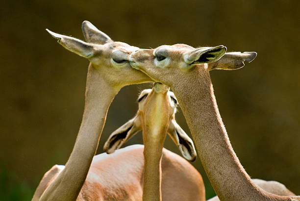 Gerenuks have a small head for their body, but their eyes and ears are big.