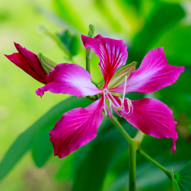 istock Closed up beautiful pink flower (Bauhinia purpurea or Butterfly Tree , Orchid Tree ) 899183722
