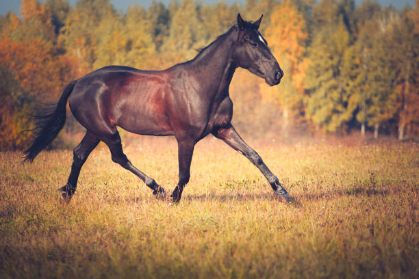 istock Black horse galloping on the autumn nature background 899183750