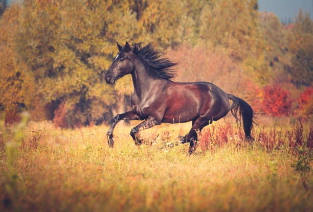 istock Black horse galloping on the autumn nature background 899183834