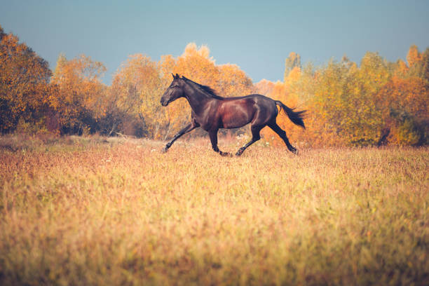 istock Black horse galloping on the autumn nature background 899184114