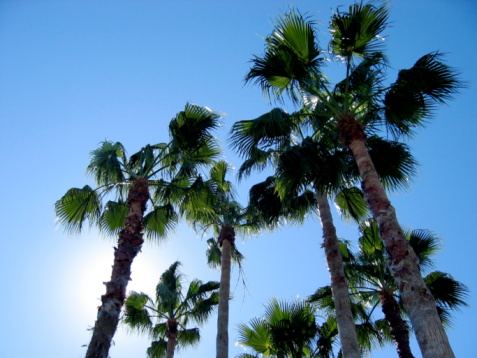 A cluster of palm trees photographed against a brilliant blue sky.