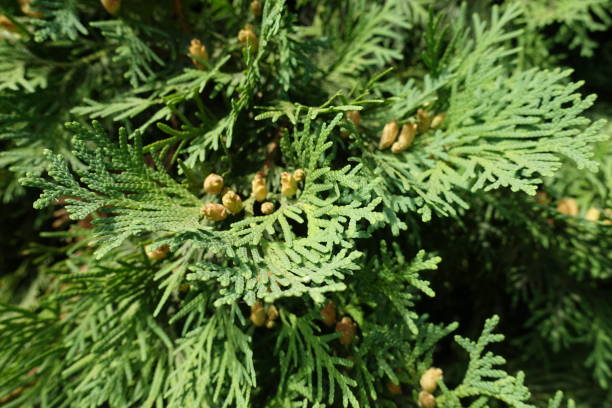 콘과 함께 thuja occidentalis의 편평한 녹색 잎 - eastern arborvitae 뉴스 사진 이미지
