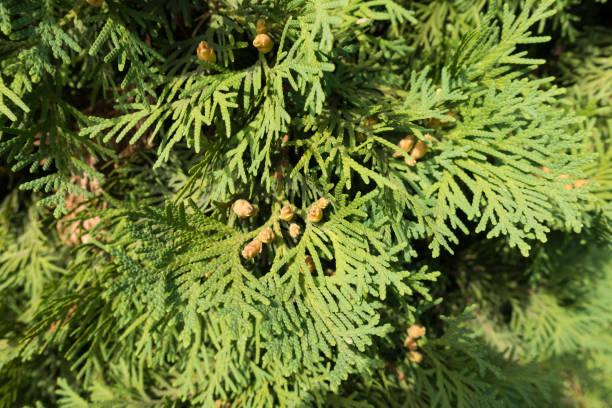 씨 콘과 함께 thuja occidentalis의 잎 - eastern arborvitae 뉴스 사진 이미지