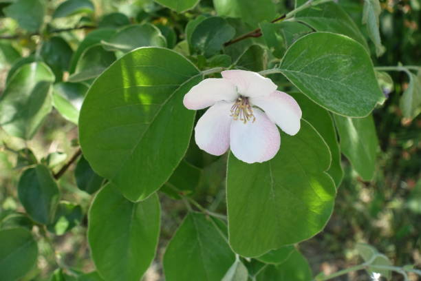 Single five petaled pinkish white quince flower
