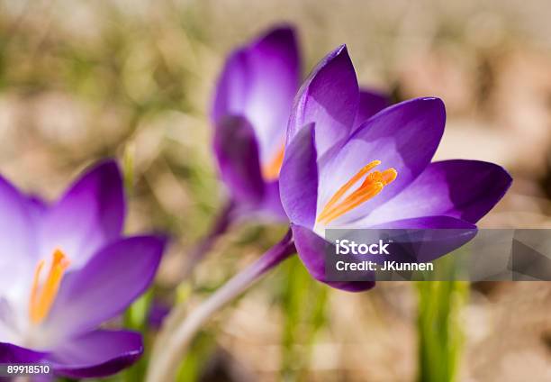 Frühling Crocus Stockfoto und mehr Bilder von Blume - Blume, Blumenbeet, Blüte