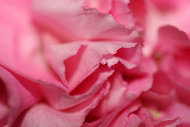 Macro of a Rose Petal stock photo