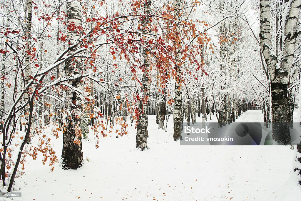 Parque de inverno - Foto de stock de Inverno royalty-free