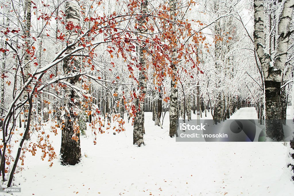Зимний Парк - Стоковые фото Зима роялти-фри