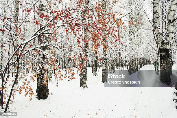 Зимний Парк — стоковые фотографии и другие картинки Зима - Зима, Берёза, Дерево