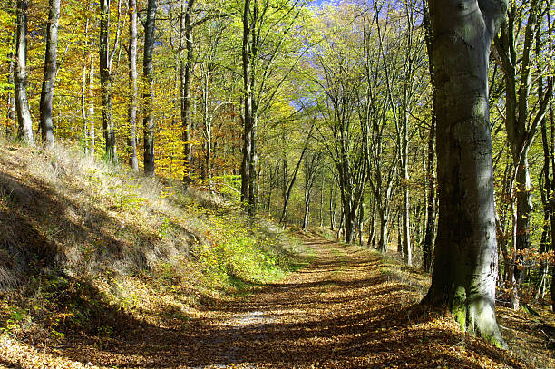 осенние лесной путь 1 - autumn light leafes color image стоковые фото и изображения