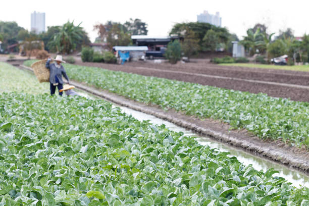 istock Kale on the farm with farmer harvesting in back 899187948