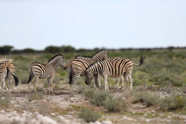 istock Zebras in grass at Etosha National Park 899188248