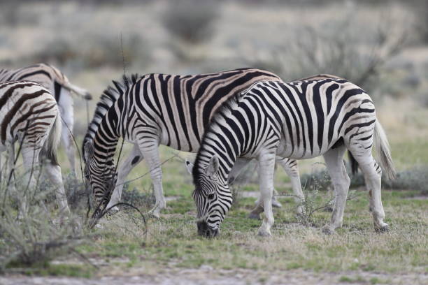 istock Zebras in grass at Etosha National Park 899188266