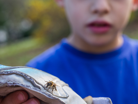 Cute small boy holding bee