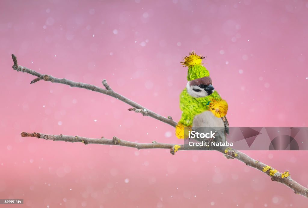 Funny Little Bird Sparrow Sitting In A Cap And Scarf In Winter Park Stock  Photo - Download Image Now - iStock