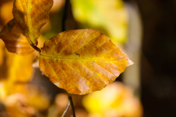 istock autumn leaves in forest in south germany 3 899192204