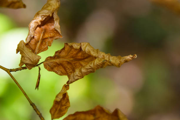 istock autumn leaves in forest in south germany 3 899192270
