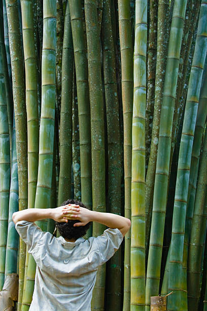 ammira bambù gigante - giant bamboo foto e immagini stock