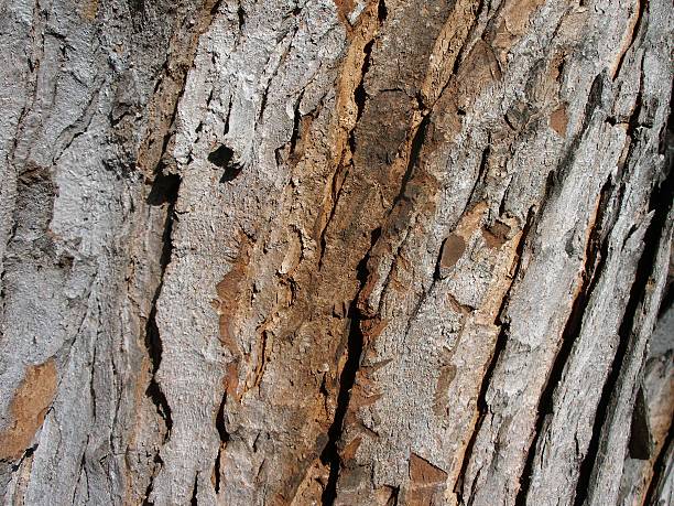 Árbol de corteza - foto de stock