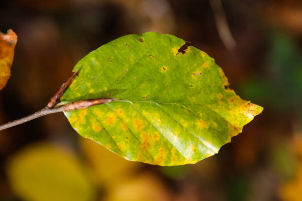 istock autumn leaves in forest in south germany 4 899192946