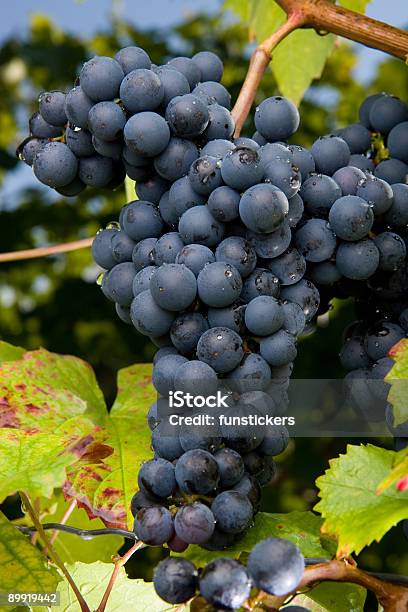 Uva Pinot Grigio - Fotografie stock e altre immagini di Pinot Grigio - Pinot Grigio, Uva, Agricoltura