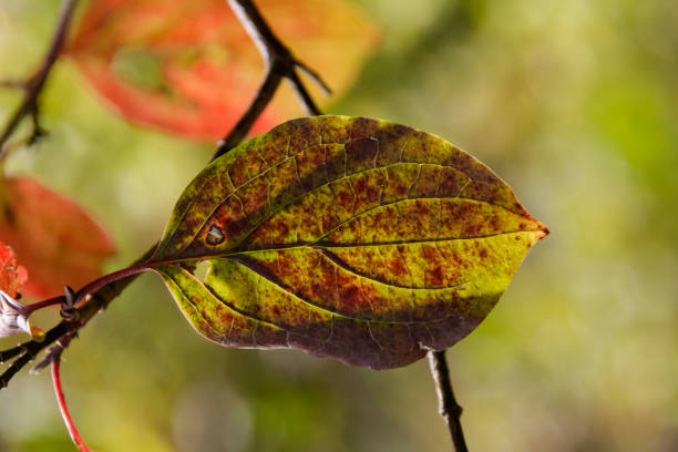 istock autumn leaves in forest in south germany 4 899195398