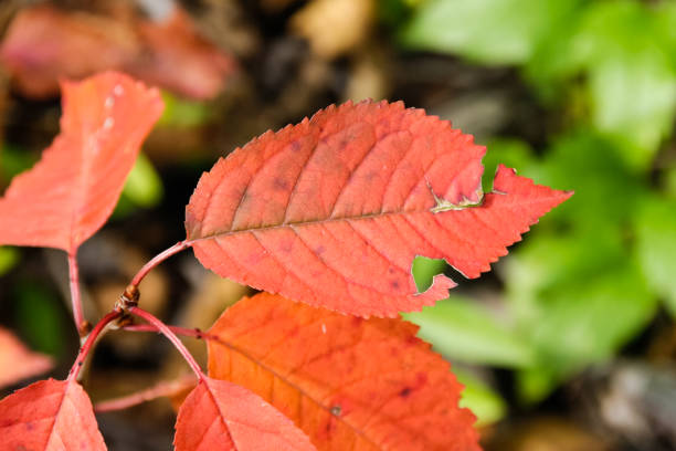 istock autumn leaves in forest in south germany 4 899195656