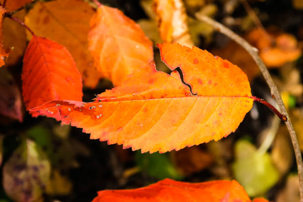 autumn leaves in forest in south germany at october with strong colors of indian fall look