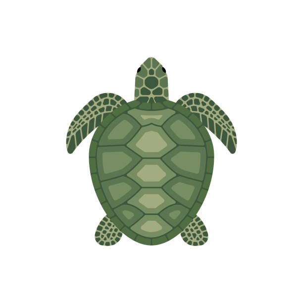 Vector Sea Turtle Stock Illustration - Download Image Now - Turtle, Sea  Turtle, Animal Shell - iStock