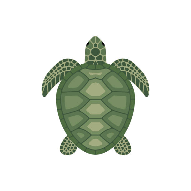 Vector Sea Turtle Stock Illustration - Download Image Now - Turtle, Sea Turtle, Animal Shell - iStock Vector Sea Turtle Stock Illustration - Download Image Now - Turtle, Sea Turtle, Animal Shell - iStock